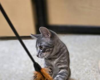 Domestic Short Hair Cats Available for Adoption in Rowlett, Texas - Cotton Candy | PetCurious
