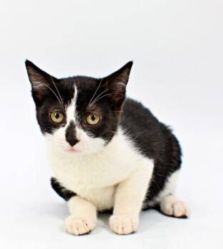 Amelia -  Domestic Short Hair Cat for Adoption in Morton Grove, Illinois - Amelia | PetCurious