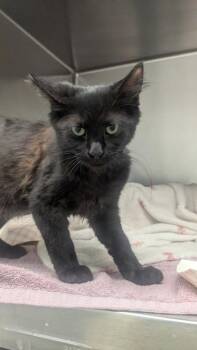 IO -  Domestic Short Hair and Siamese Cat for Adoption in Sacramento, California - IO | PetCurious