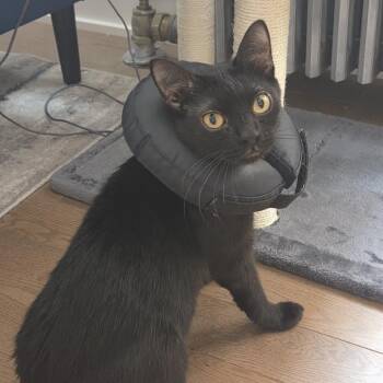Mother Nature -  Domestic Short Hair Cat for Adoption in Chicago, Illinois - Mother Nature | PetCurious