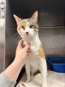 Domestic Short Hair Cats Available for Adoption in Killeen, Texas - BELLA | PetCurious