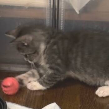 Rescue Domestic Short Hair Cats for Adoption in Los Angeles, California - Curly | PetCurious