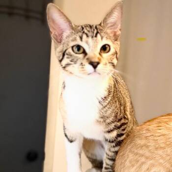 Cinnamon -  Domestic Short Hair Cat for Adoption in Crowley, Texas - Cinnamon | PetCurious