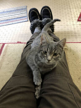 Rescue Domestic Short Hair Cats for Adoption in Linden, Michigan - Feline Emmaline | PetCurious