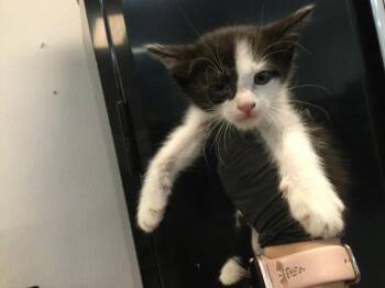 Domestic Short Hair Cats Available for Adoption in Thousand Palms, California - A1918127 | PetCurious