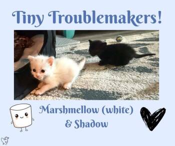 Marshmellow & Shadow -  Domestic Short Hair Cat for Adoption in Trophy Club, Texas - Marshmellow & Shadow | PetCurious