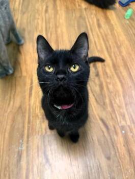 Rescue Domestic Short Hair Cats for Adoption in Medina, Ohio - Lacy | PetCurious