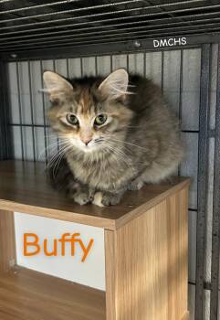 Domestic Medium Hair Cats Available for Adoption in Burlington, Iowa - Buffy | PetCurious
