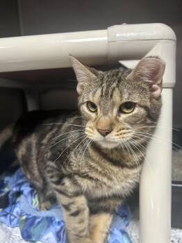 Domestic Short Hair Cats Available for Adoption in New Cumberland, West Virginia - Buddy Holly | PetCurious