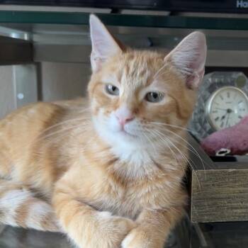 Rescue Domestic Short Hair Cats for Adoption in Houston, Texas - Chive | PetCurious