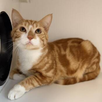 Domestic Short Hair Cats Available for Adoption - Golden Retriever | PetCurious