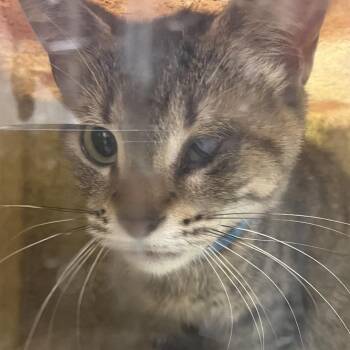 Sis -  Domestic Short Hair Cat for Adoption in Philadelphia, Pennsylvania - Sis | PetCurious