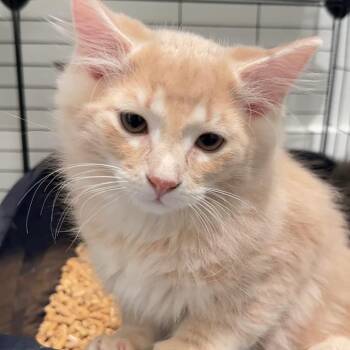 Domestic Long Hair Cats Available for Adoption - Cornbread | PetCurious