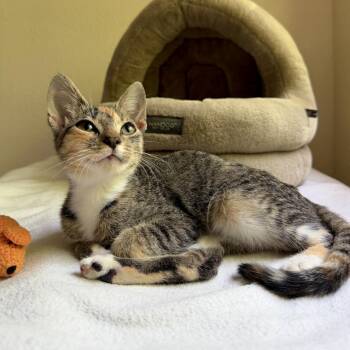 Waffles -  Tabby and Calico Cat for Adoption in Coral Gables, Florida - Waffles | PetCurious