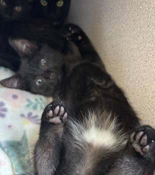 Ramona Flowers -  Domestic Short Hair Cat for Adoption in Liverpool, New York - Ramona Flowers | PetCurious