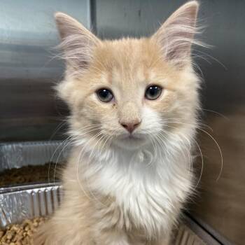 Triple Berry (white) -  Domestic Long Hair Cat for Adoption in Greensboro, North Carolina - Triple Berry (white) | PetCurious