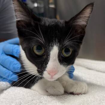 Cato -  Domestic Short Hair Cat for Adoption in Providence, Rhode Island - Cato | PetCurious