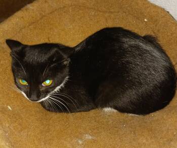 Houdini -  Domestic Short Hair Cat for Adoption in Dyer, Indiana - Houdini | PetCurious