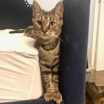 Rescue Tabby Cats for Adoption in New York, New York - Honey | PetCurious