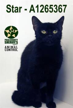 Domestic Short Hair Cats Available for Adoption in Winter Haven, Florida - STAR | PetCurious