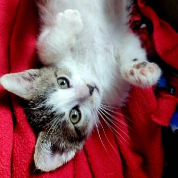 Maple -  Domestic Medium Hair Cat Available for Adoption in Milan, Illinois - Maple | PetCurious