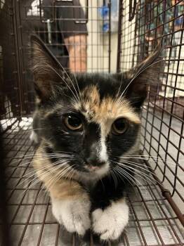BIP -  Domestic Short Hair Cat for Adoption in Long Beach, California - BIP | PetCurious