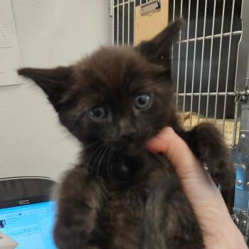 Rectangle -  Domestic Short Hair Cat for Adoption in Idaho Falls, Idaho - Rectangle | PetCurious