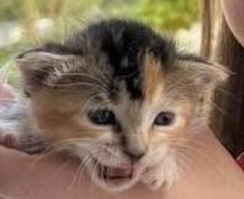 Chikorita -  Domestic Short Hair Cat for Adoption - Chikorita | PetCurious