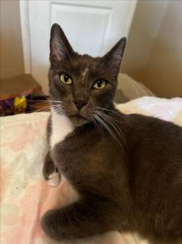 Rescue Domestic Short Hair Cats for Adoption in Woodland, California - SMOKEY | PetCurious
