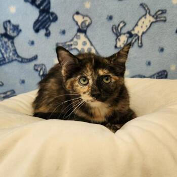 Rescue Domestic Medium Hair Cats for Adoption in Benld, Illinois - Francis | PetCurious