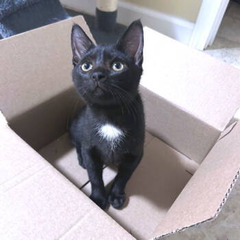 Rescue Domestic Short Hair Cats for Adoption in Rutherfordton, North Carolina - Coconut | PetCurious