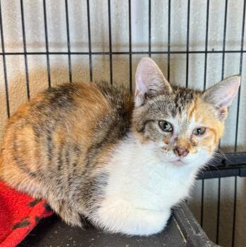 Cleopatra -  Domestic Short Hair Cat for Adoption in Saginaw, Michigan - Cleopatra | PetCurious