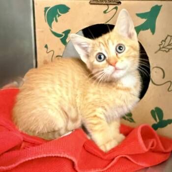 Banana -  Domestic Short Hair Cat for Adoption in Palm Springs, California - Banana | PetCurious