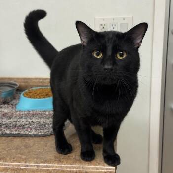 Grimace -  Domestic Short Hair Cat for Adoption in Kearneysville, West Virginia - Grimace | PetCurious