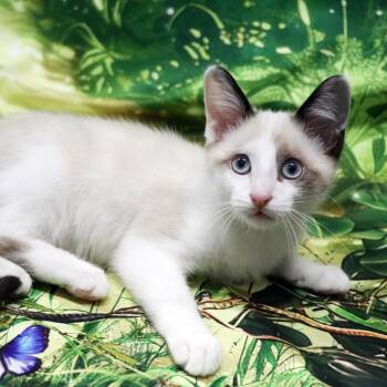 Lightning -  Siamese and Domestic Short Hair Cat for Adoption in Fairway, Kansas - Lightning | PetCurious