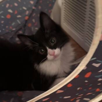 Elsa -  Domestic Long Hair Cat for Adoption in Denver, Colorado - Elsa | PetCurious