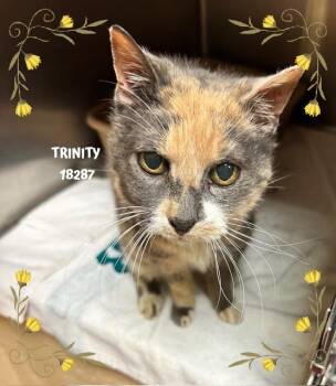Domestic Short Hair Cats Available for Adoption in Marietta, Georgia - TRINITY | PetCurious