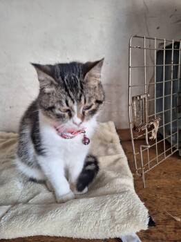 Rescue British Shorthair Cats for Adoption in Brampton, Ontario - Robin J | PetCurious