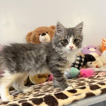 Joey -  Domestic Medium Hair Cat for Adoption in Middletown, New York - Joey | PetCurious