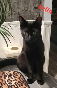 Rescue Domestic Long Hair Cats for Adoption in Locust Grove, Georgia - Bella -CP | PetCurious