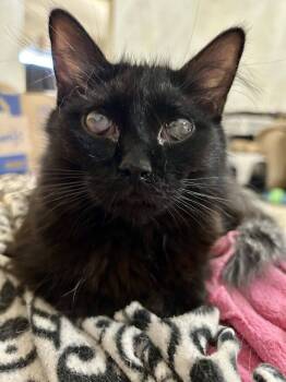 Rescue Domestic Short Hair Cats for Adoption in Jemez Pueblo, New Mexico - Ms J | PetCurious