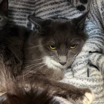 Minnie -  Domestic Medium Hair Cat for Adoption in Las Vegas, Nevada - Minnie | PetCurious