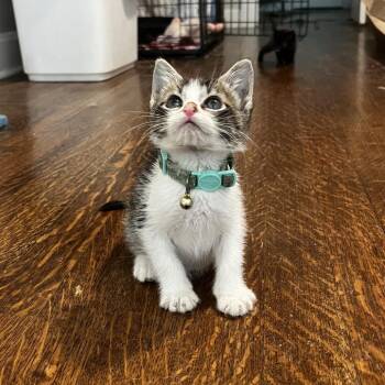 Bob -  Domestic Short Hair Cat for Adoption in Kansas City, Missouri - Bob | PetCurious