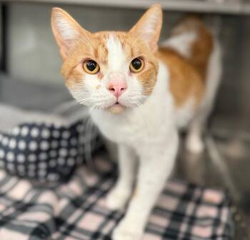 Rescue Domestic Short Hair Cats for Adoption in Sheboygan, Wisconsin - Mangrove | PetCurious