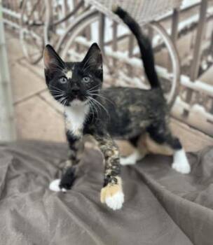 Tango -  Domestic Short Hair Cat for Adoption in Gainesville, Florida - Tango | PetCurious