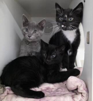 Jay -  Domestic Short Hair Cat for Adoption in Silverdale, Washington - Jay | PetCurious