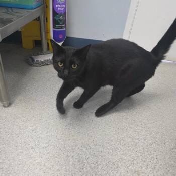 Domestic Short Hair Cats Available for Adoption - Jack | PetCurious