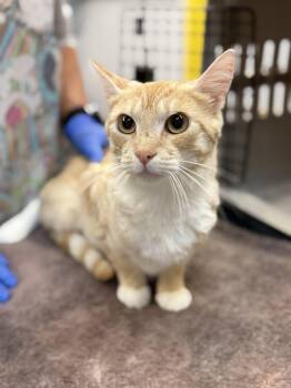 Butterscotch -  Domestic Short Hair Cat for Adoption in Delhi, New York - Butterscotch | PetCurious