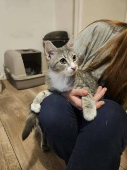 Rescue Domestic Short Hair Cats for Adoption in Red Hook, New York - Schnitzel | PetCurious