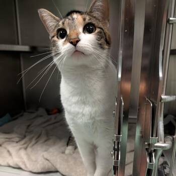 Limbo -  Domestic Short Hair Cat for Adoption in Buffalo, New York - Limbo | PetCurious